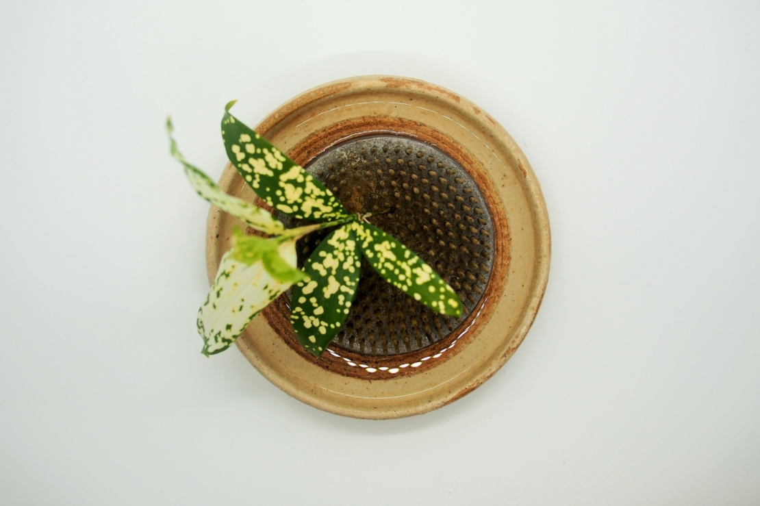 Von oben fotografiert: Ikebana-Schale mit Kenan in der Mitte. Ein Pflanzentrieb mit gelb-grün panaschierten Blättern ist auf den Metallstäben platziert. Foto: AdobeStock_thwatchai1971