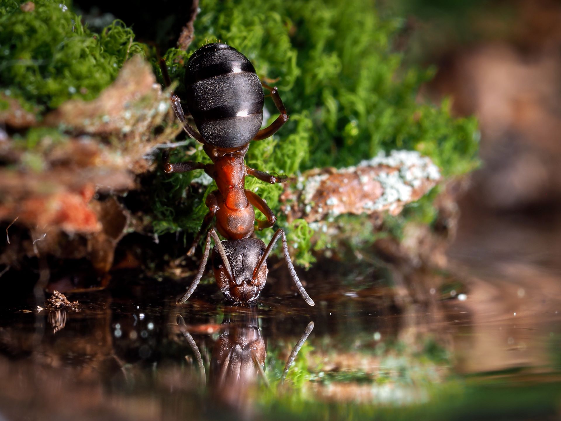 Ameisen können sich an Moos in Insektentränken gut festhalten, um ans Wasser zu gelangen. [Foto: AdobeStock_kozorog]