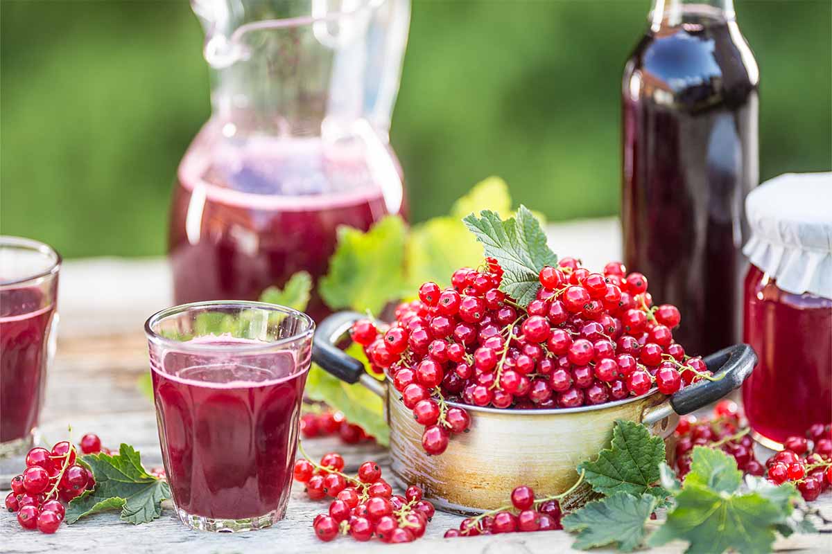 Johannisbeersaft neben Johannisbeeren auf Tisch im Garten – eignet sich gut für Erdbeerbowle [Foto: AdobeStock_Weyo]