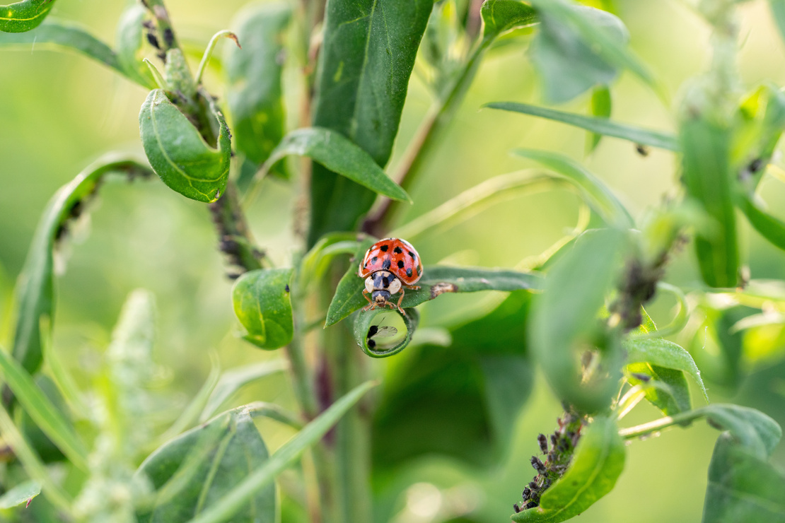 Nahaufnahme von Marienkäfer auf  Pflanze mit Blattläusen. Foto: AdobeStock_Johanna