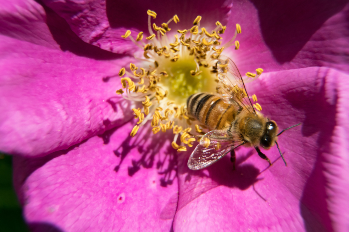 Nahaufnahme einer dunkelrosafarbenen Schalenblüte der Kartoffelrose. Zwischen den gelben Staubgefäßen sitzt eine Biene. Foto: AdobeStock_raphotography88