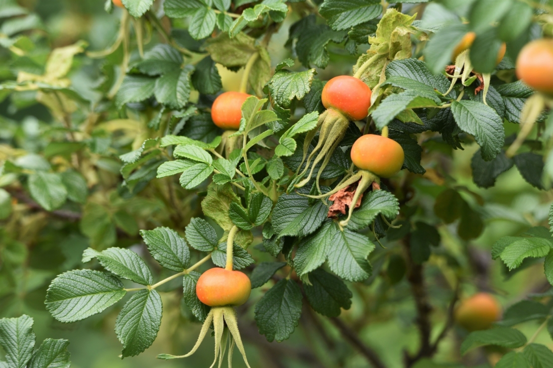 Kartoffelrose mit Hagebutten. Foto: AdobeStock_tamu