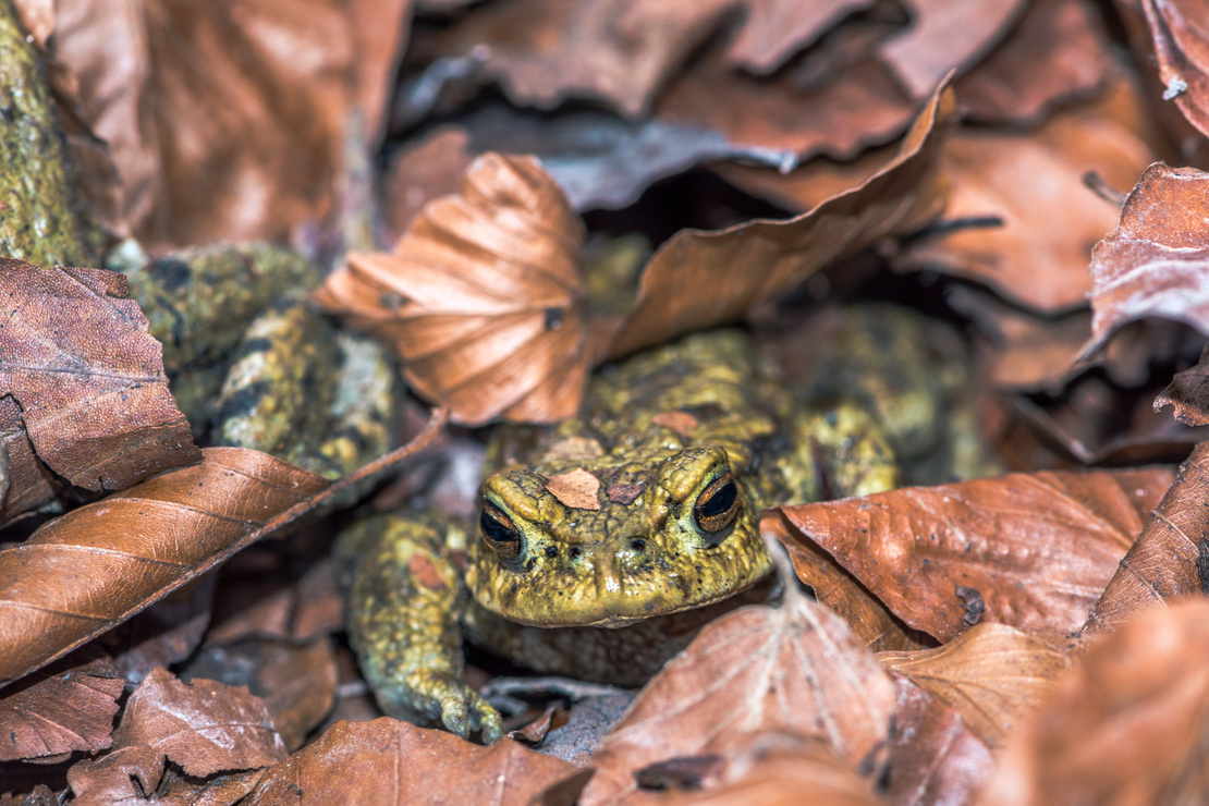 Kröten im Garten: Eine grüne Kröte sitzt in einem Haufen von braunem Buchenlaub. Foto: AdobeStock_