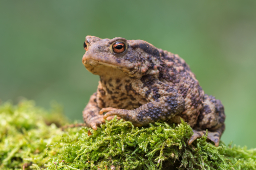 Kröten im Garten Amphibien mit warzigem Rücken GartenFlora