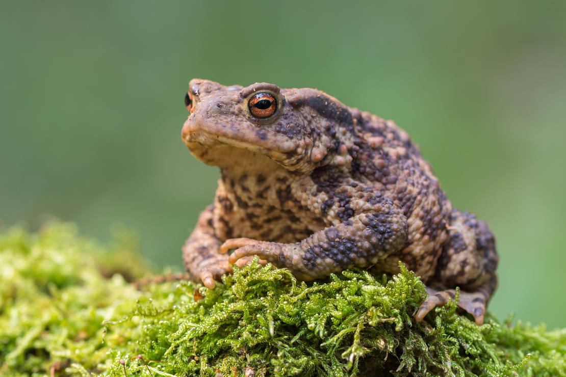 Kröten im Garten: Eine Erdkröte sitzt auf einem moosbewachsenen Stein. Foto: AdobeStock_Marek R. Swadzba