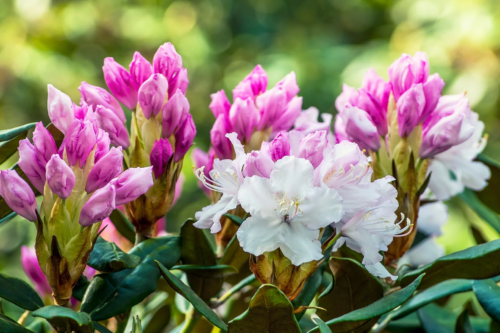 Rhododendron: Mehrere Blüten in der Nahaufnahme. Links zu sehen sind geschlossene, pinkfarbene Blütenstände, rechts unten bereits geöffnete weiße Blüten. Foto: AdobeStock_Lookinout