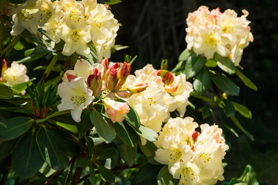 Rhododendron mit cremefarbener Blüte. Foto: AdobeStock_MarinoDenisenko