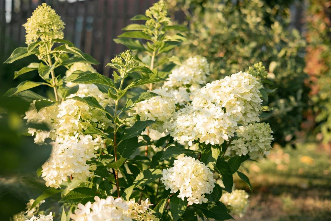 Weißblühende Rispenhortensie in einem Garten. Foto: AdobeStock_Lyubov