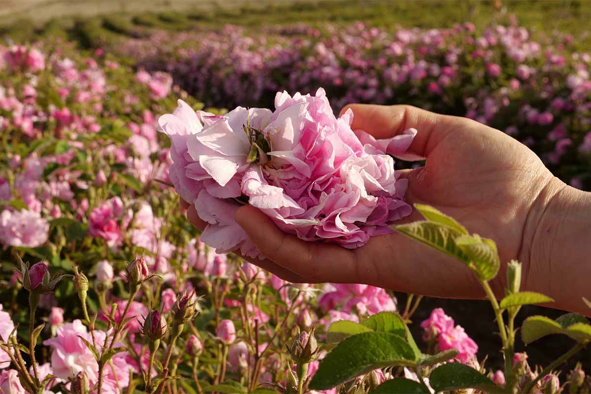 Rosen werden in Bulgarien für Rosenöl geerntet [Foto: AdobeStock_Fevziie]