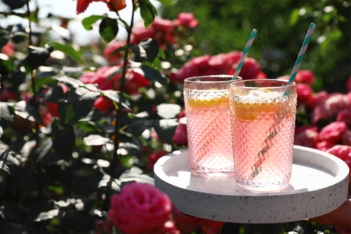 Rosenblueten neben Limonade in einem Garten [Foto: AdobeStock_New Africa]