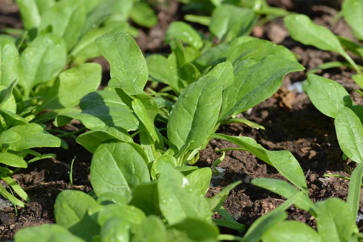 Junger Spinat wächst in Beet [Foto: AdobeStock_ela110]