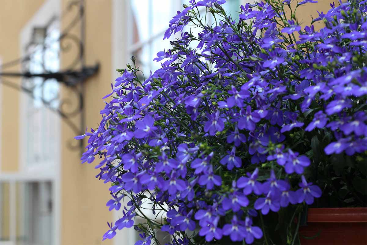 Männertreu (Lobelia) ist eine bienenfreundliche Balkonpflanze [Foto: AdobeStock_dainav]