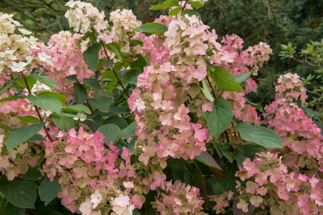 Rosafarbene Rispenhortensie im Garten