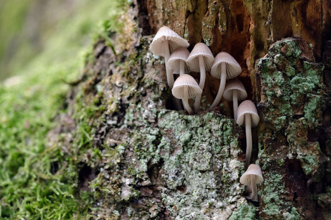 Baumpilze und Flechten wachsen an einem Baumstamm. Foto: AdobeStock_C. Schüßler