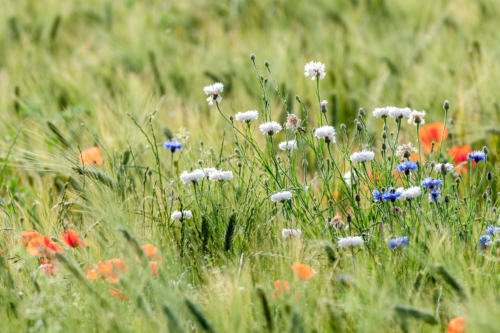 Biodiversität: Getreidefeld mit Mohn und Kornblumen.