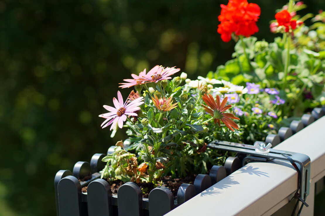 Garten im August: Blühender Sommerflor in Balkonkästen. Foto: AdobeStock_alarmzwerg