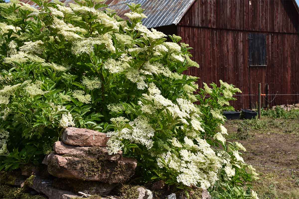Ein ausladender, weiß blühender Holunderbusch wächst am Rande eines Hofes hinter einer alten Natursteinmauer. Im Hintergrund ist eine hölzerne Bauernscheune zu sehen. [Foto: AdobeStock_Birgitta]