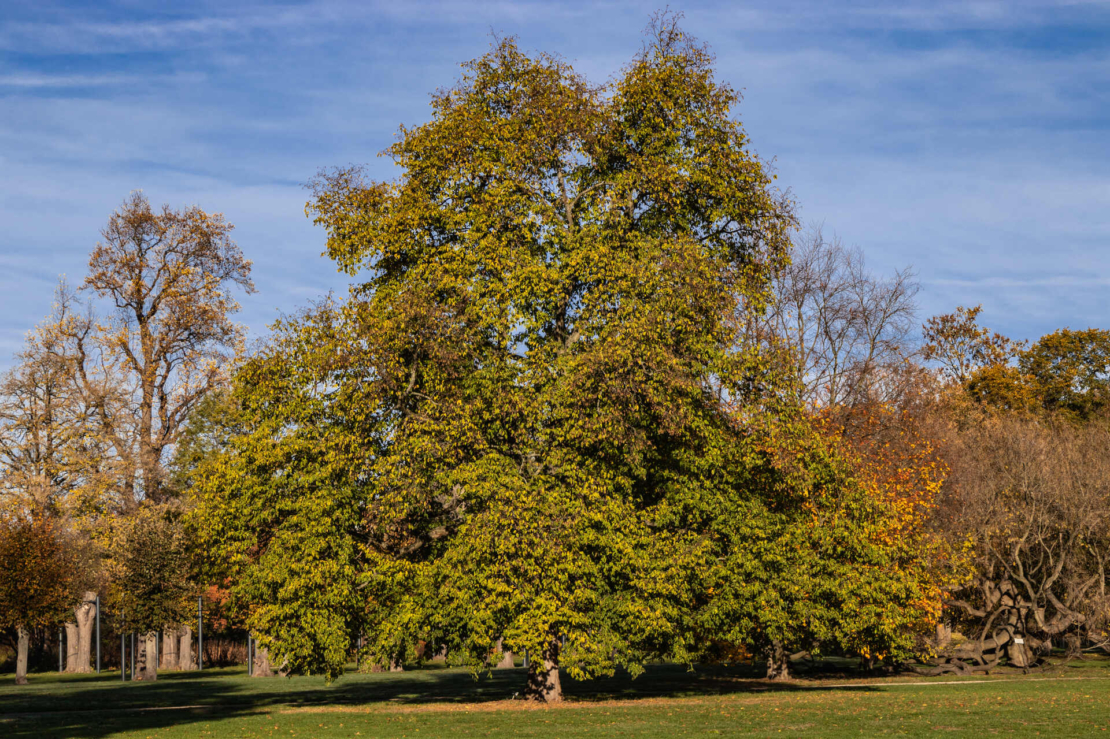 Eine große Hopfenbuche mit schon leicht bräunlichen Blättern in einem Park. Foto: AdobeStock_blende11.photo