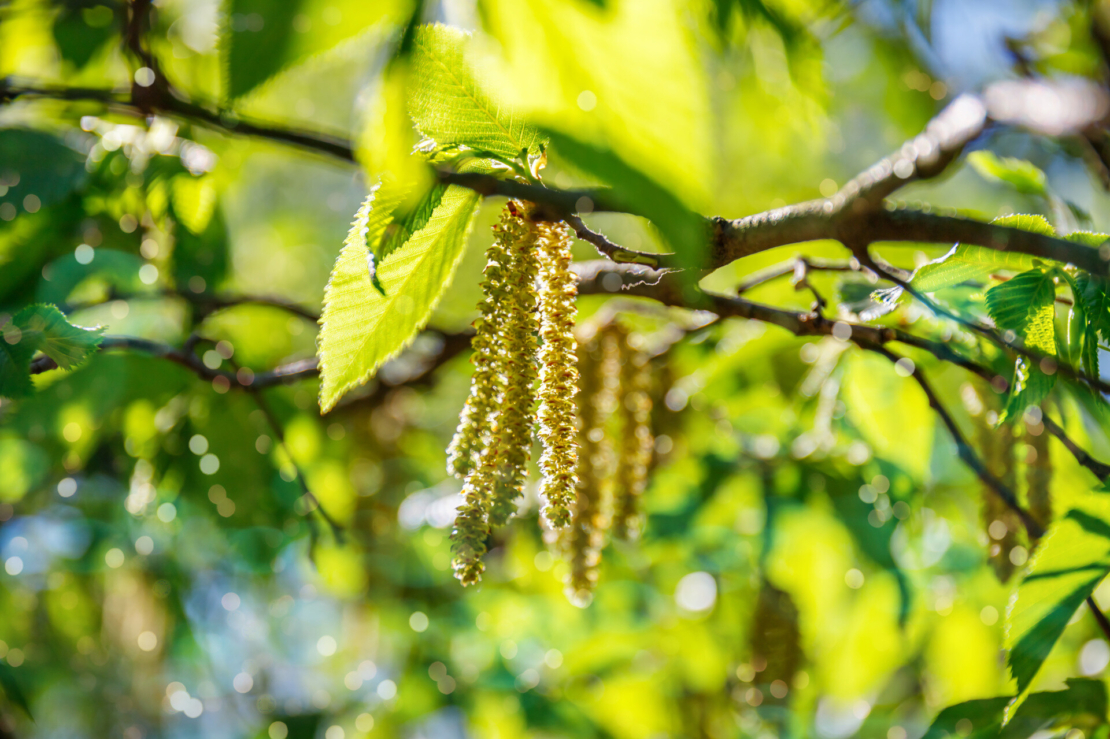 Männliche Blütenkätzchen einer Hopfenbuche. Foto: AdobeStock_nnattalli