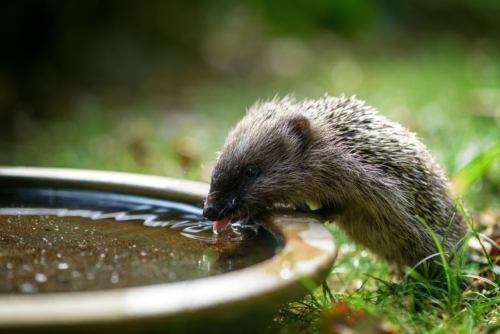 Ein Igel trinkt an einer Wasserstelle.