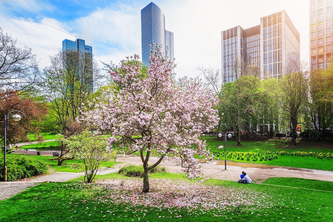 Klimabaum: Blühende Magnolie in einem Park in Frankfurt. Foto: AdobeStock_Augustin Lazaroiu