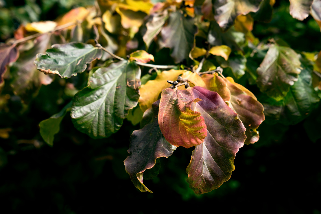 Klimabaum: Blätter des Eisenholzbaums in Herbstfärbung. Foto: AdobeStock_Daelin
