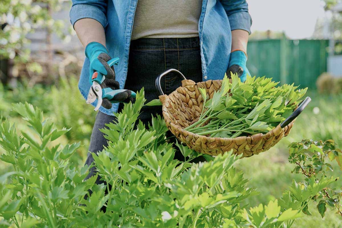 Maggikraut wird geerntet [Foto: AdobeStock_Valerii Honcharuk]