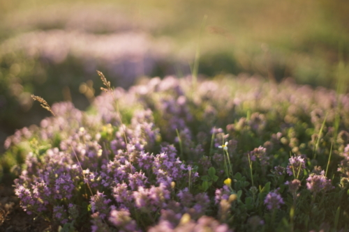 Wilder Thymian mit violettfarbenen Blüten in der Abendsonne. Foto: AdobeStock_Yovan