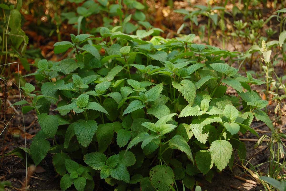 Zitronenmelisse waechst in einer Gartenecke [Foto: AdobeStock_NikaM]