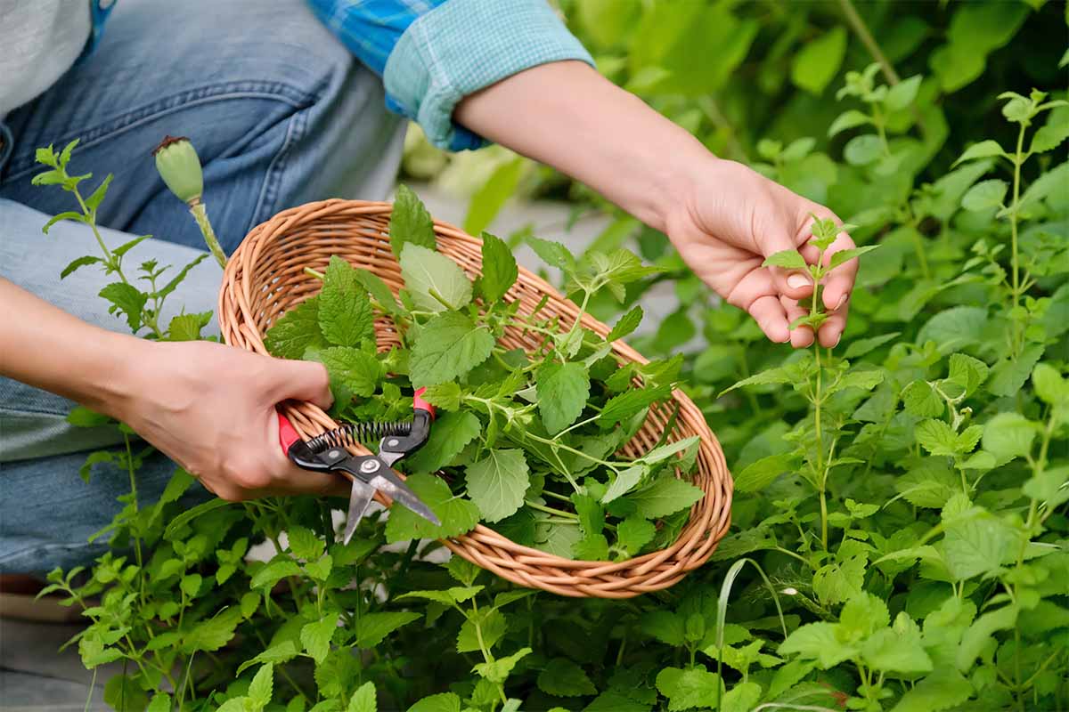 Zitronenmelisse ernten mit Korb [Foto: AdobeStock_Valerii Honcharuk]