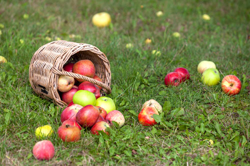 Korb mit Äpfeln