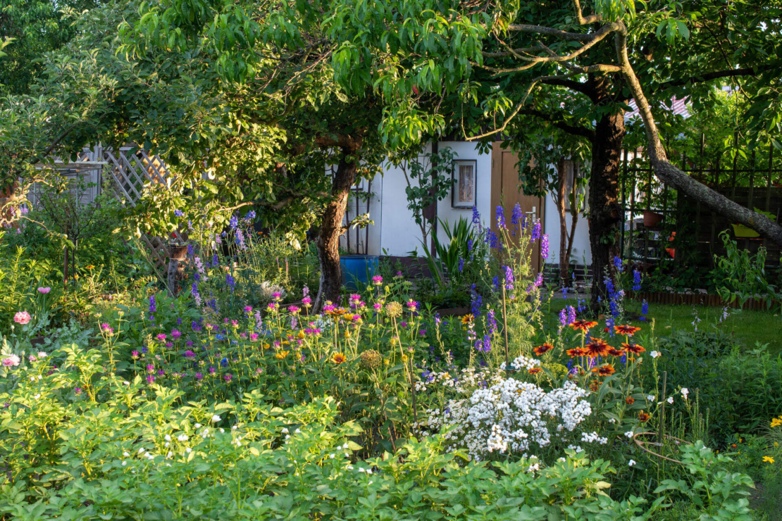 Mücken vertreiben mit der Kraft der Pflanzen GartenFlora