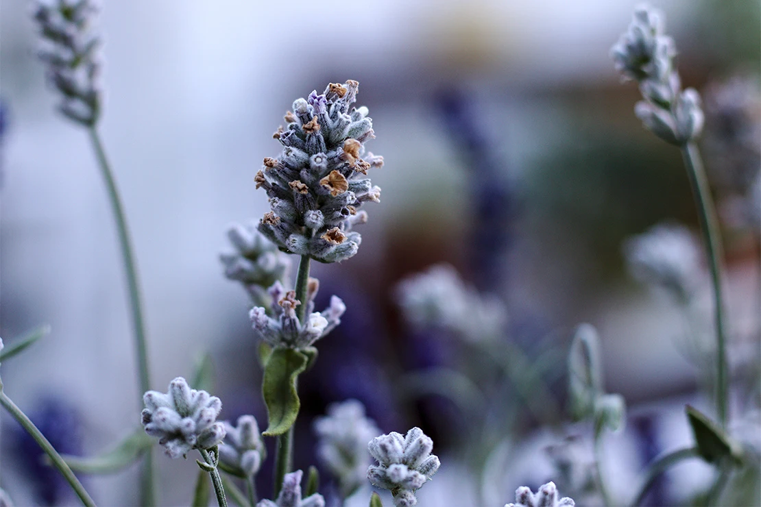 Lavendelblüten in der Nahaufnahme. Foto: AdobeStock_Christian Gernert