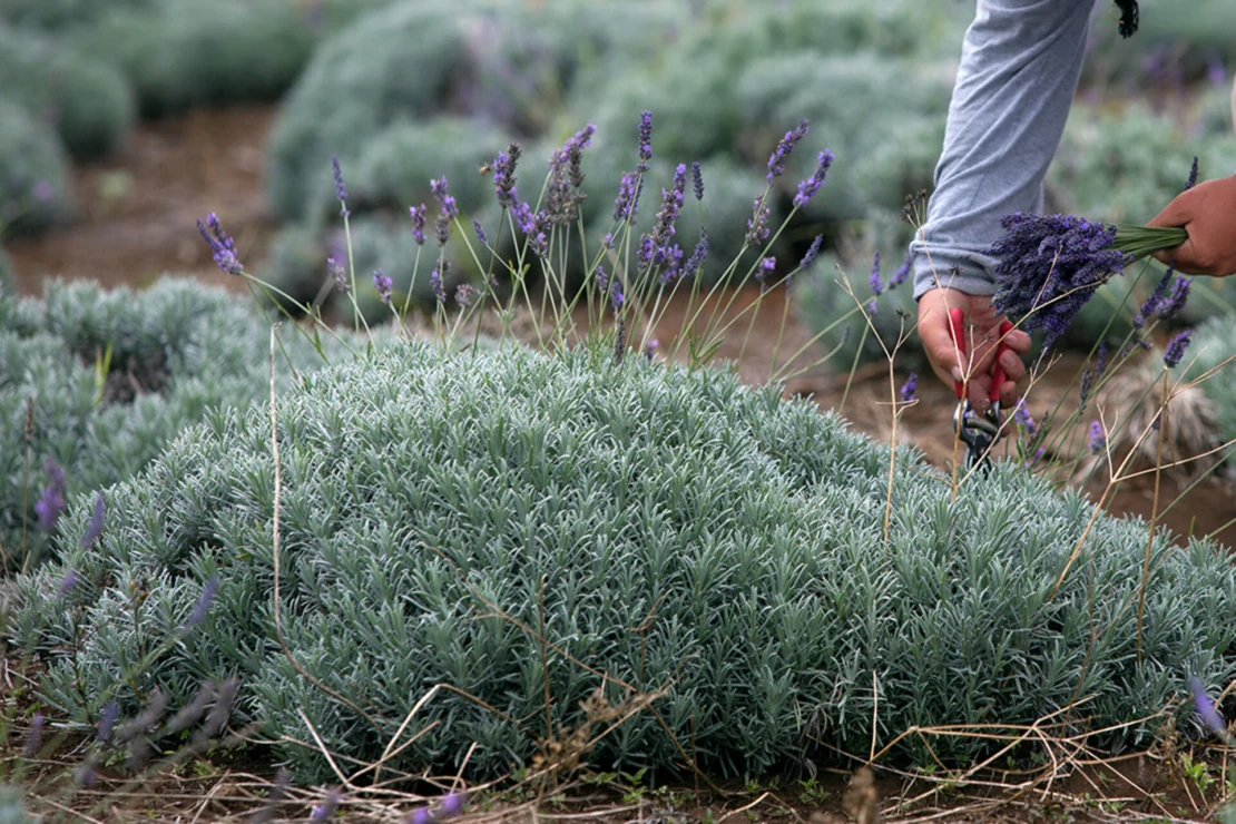 Blüten eines niedrigwachsenden Lavendels werden geschnitten. [Foto: AdobeStock_Scott Griessel]