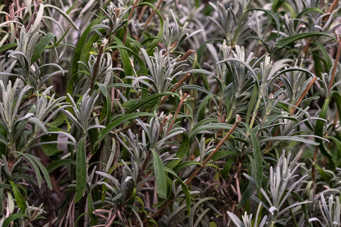 Frisch geschnittener Lavendelstrauch. Foto. AdobeStock_blende11.photo