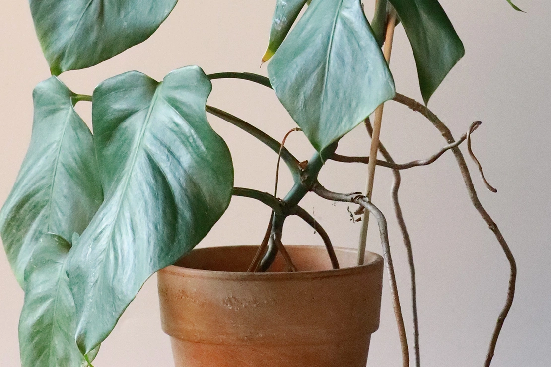 Monstera mit Luftwurzeln in einem Tontopf. Foto: GartenFlora