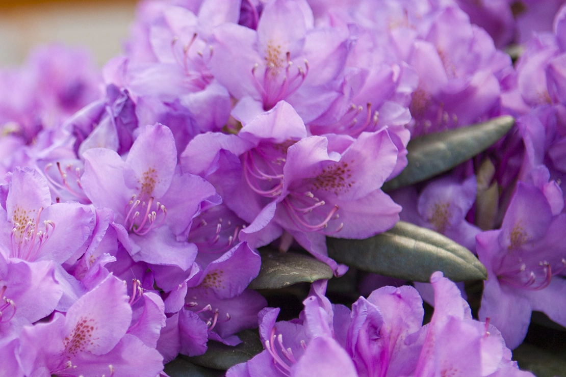 Rhododendron Catawbiense Grandiflorum. Foto: AdobeStock_olga_v