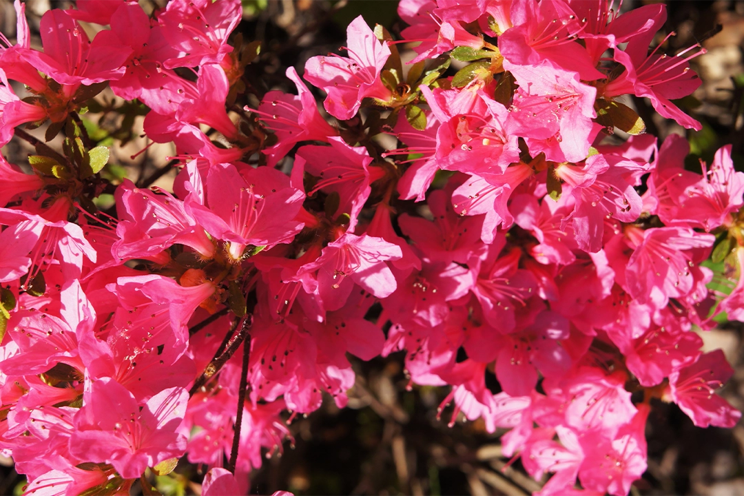 Pinke Rhododendronblüten in der Nahaufnahme. Foto: AdobeStock_skymoon13