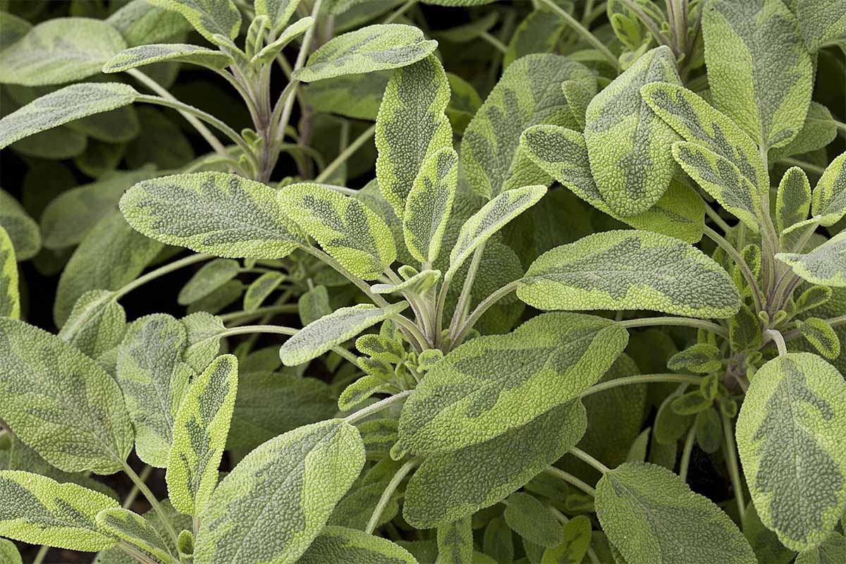 Salbei mit buntem Laub. Hier: Salvia officinalis 'Icterina' [Foto: AdobeStock_riccardomotti]