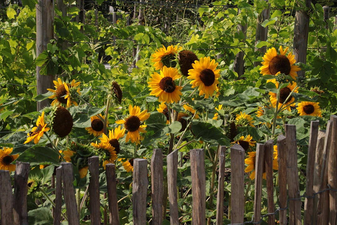 Blühende Sonnenblumen wachsen hinter einem Gartenzaun aus Holz. Foto: AdobeStock_Martina Berg