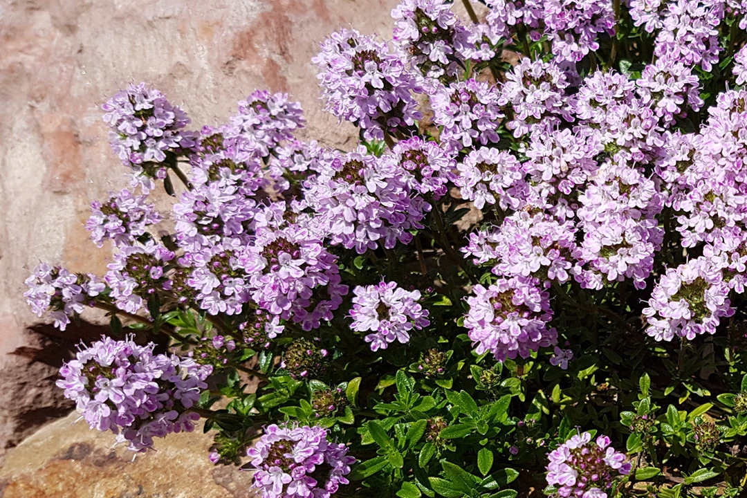 Blühender Thymian vor einer Steinmauer. Foto: AdobeStock_Ruckszio