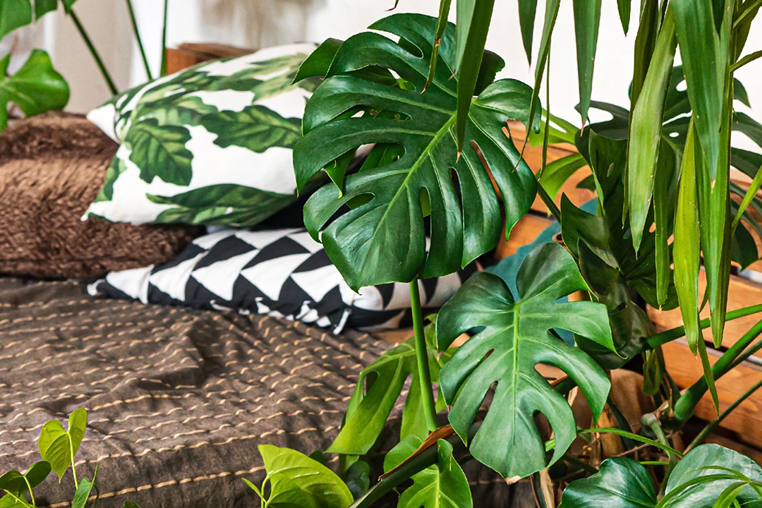 Eine große Monstera in einem Urban-Jungle-Zimmer. Foto: AdobeStock_Maksim Shebeko