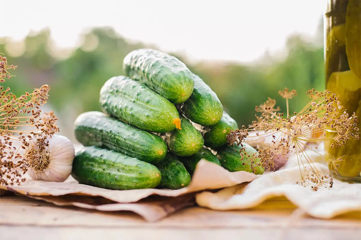 Einlegegurken auf einem Tisch nach der Ernte [Foto: Adobestock-cherkasova-alie]