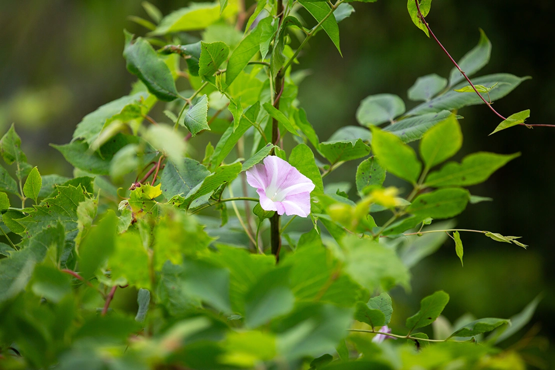 Ackerwinde mit einer Blüte wächst zwischen anderen Pflanzen. Foto: AdobeStock_Jorge