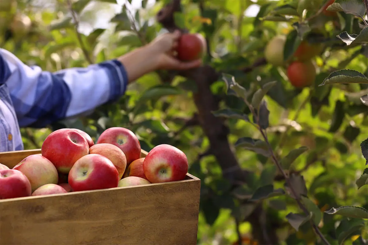 Äpfel ernten – hier greift ein Farmer in einen Apfelbaum [Foto: AdobeStock_New-Africa]