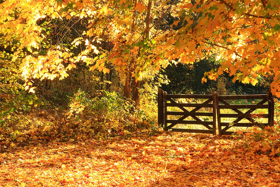 Ein Haustor in einem bunten Herbstwald im Altweibersommer [Foto: AdobeStock_PANORAMO]