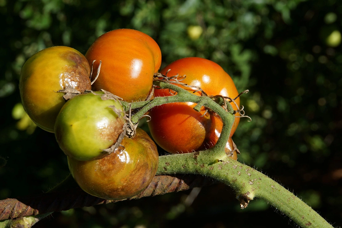 Braunfäule: Ein Strang angefaulter Tomaten. Foto: AdobeStock_etfoto