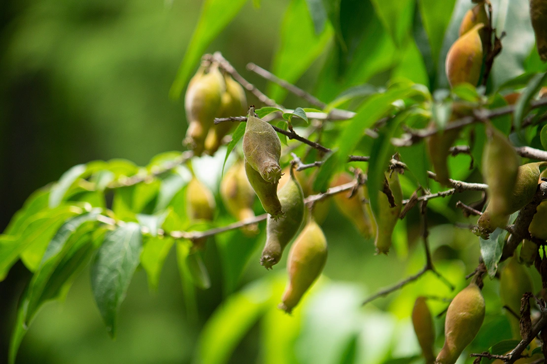 Früchte der Chinesischen Winterblüte. Foto: AdobeStock_mimi@TOKYO