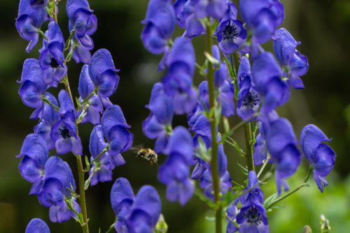 Zwei blaue Blütenrispen des Eisenhuts in der Nahaufnahme, in der Mitte fliegt eine Biene. Foto: AdobeStock_Zigmunds Kluss