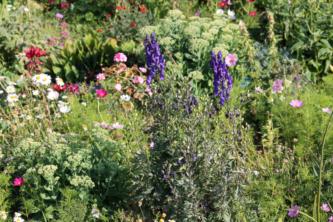 Bunte Staudenpflanzung mit blauem Eisenhut.